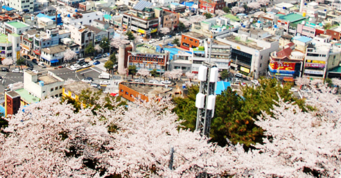 진해군항제