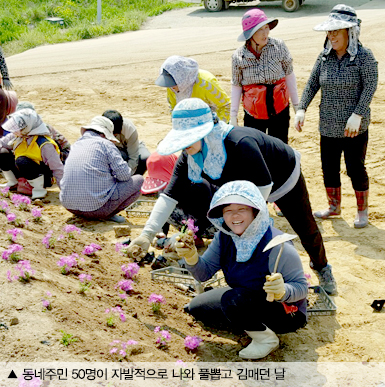 ▲ 동네주민 50명이 자발적으로 나와 풀뽑고 김매던 날